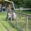Geniet van de dieren op onze camping